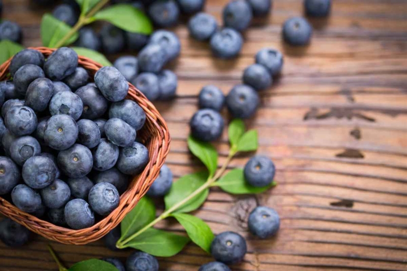 1e66d9 Mirtilli 06 11 25 okmugello it 1