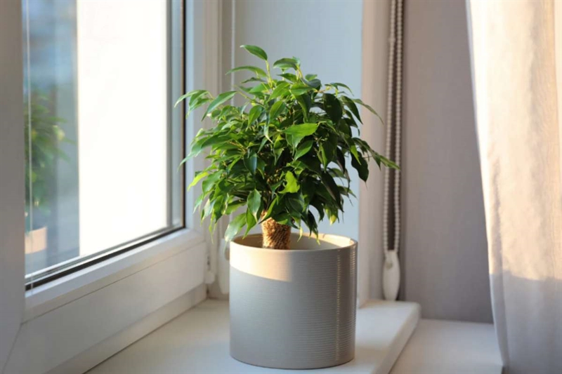 4e6d42 Piante 17 11 25 okmugello it 1