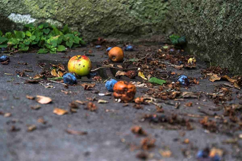 C65562 Cibo 17 11 2025 okmugello it