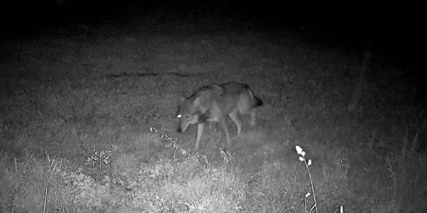 Lupi in perlustrazione a San Piero