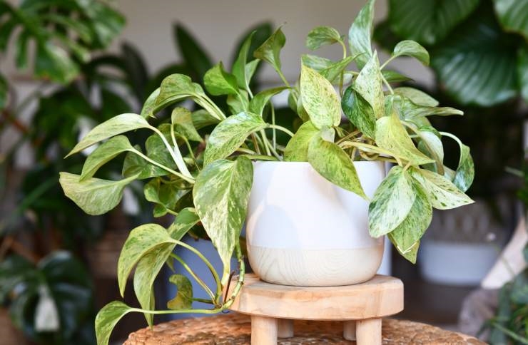 2ad0fc piante muffa purifica aria 04122025 okmugello it