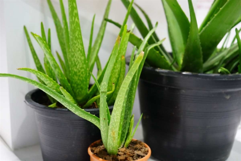 A3bd6c aloe 10 12 25 okmugello it