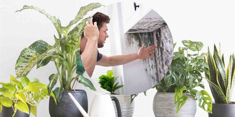 Addio muffa in casa con le piante