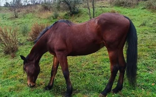 Egidio va in pensione