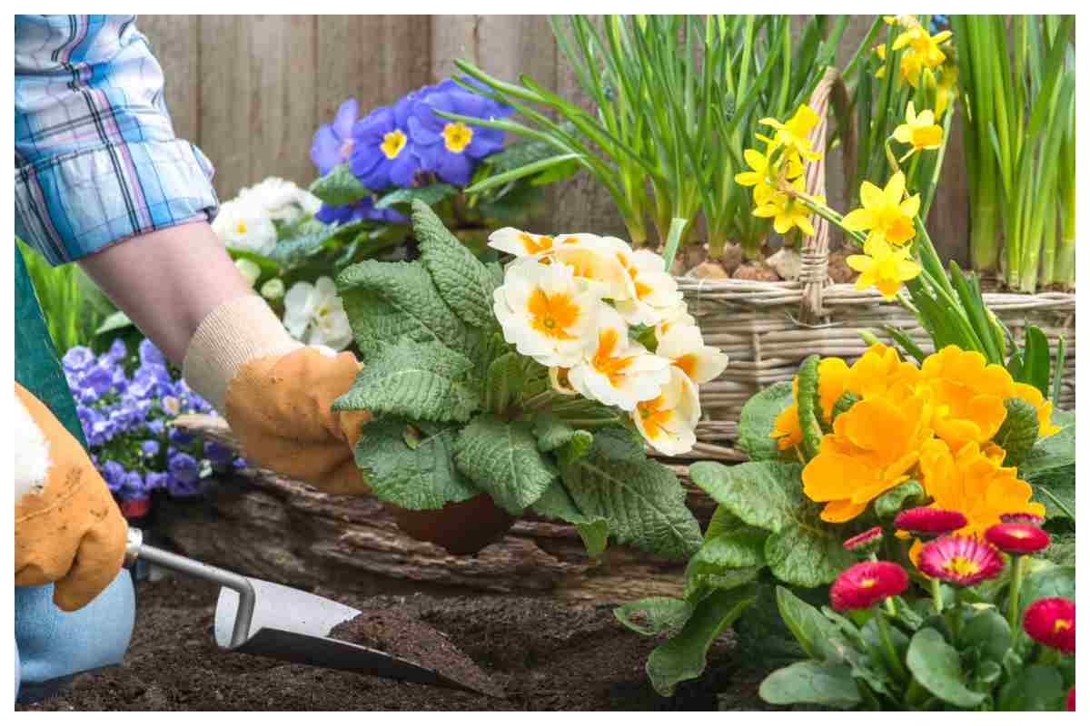 Balcone vivace promo lidl