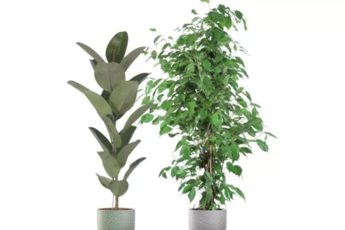 pianta lidl in offerta