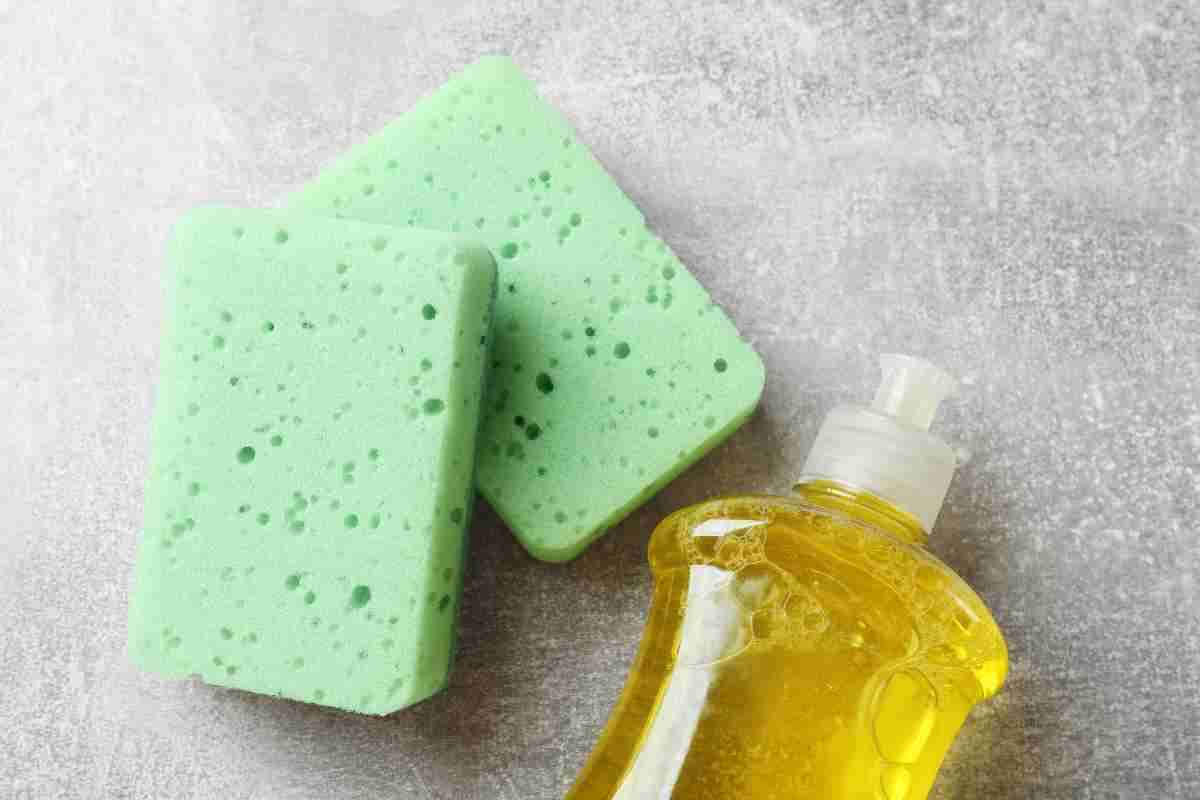 piante spugna per piatti