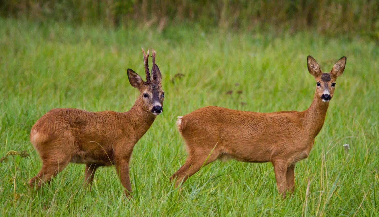 Valentinhintikka caprioli