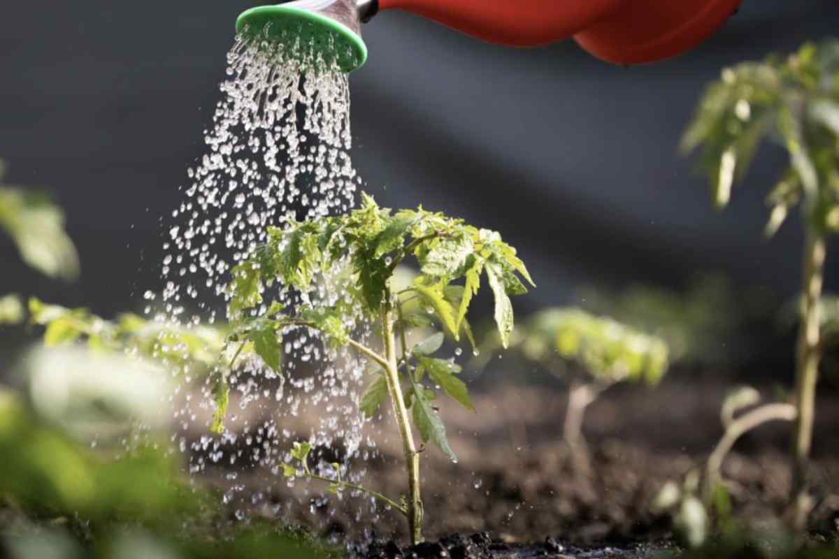 La preparazione è semplice e non richiede strumenti particolari. Bastano tre cucchiaini di lievito di birra sciolti in un litro di acqua