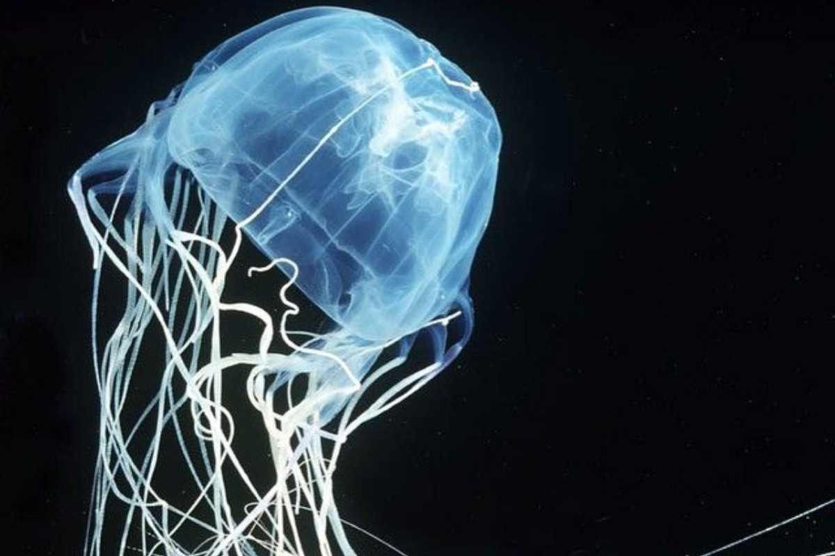 medusa scatola pericolo