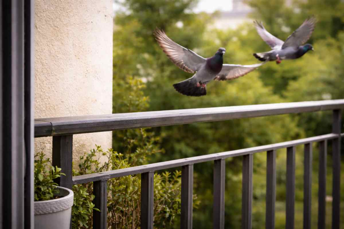 piccioni come allontanarli