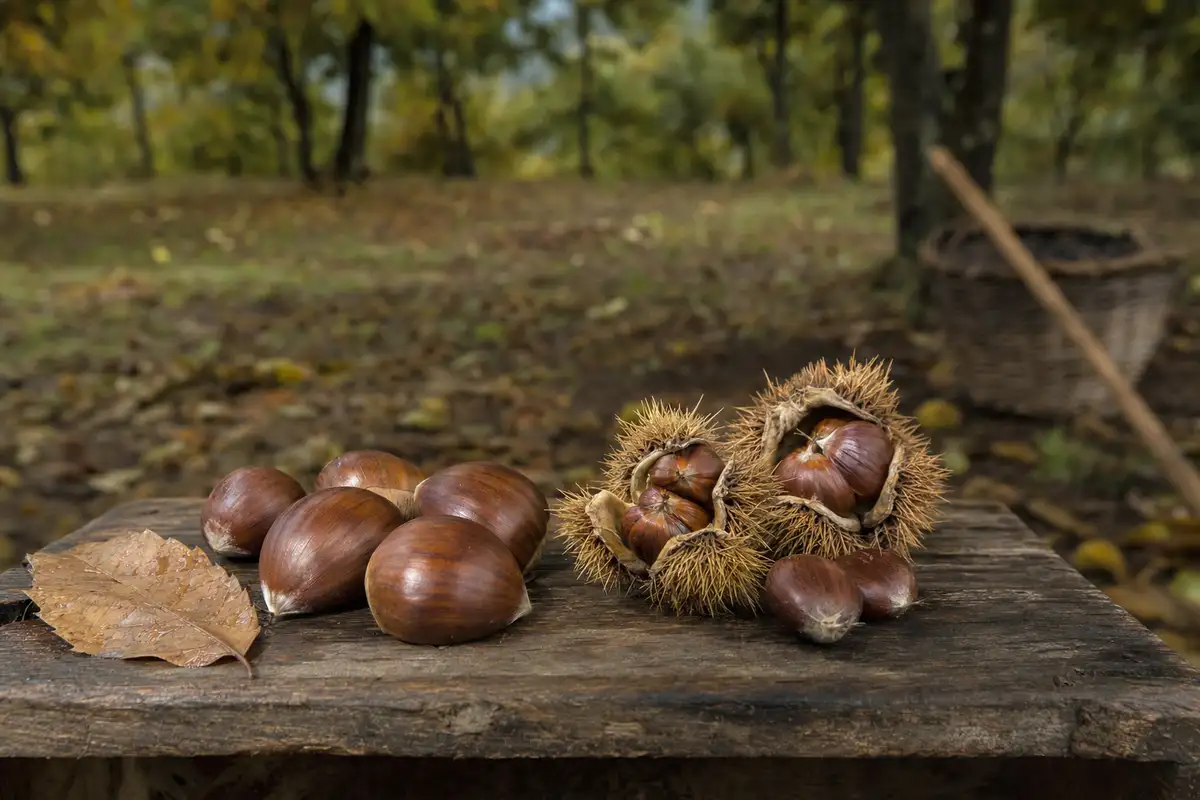 Marroni grandi e lisci e castagne più piccole con ricci aperti su un tavolo di legno in un castagneto autunnale