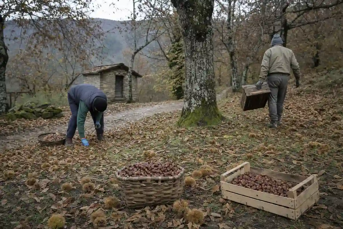Raccolta di castagne in un castagneto, con due lavoratori e ceste e cassette piene di marroni