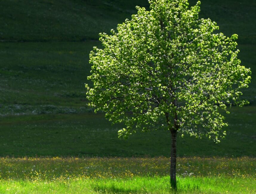 PUBLIACQUA DONA 2.860 ALBERI AI COMUNI