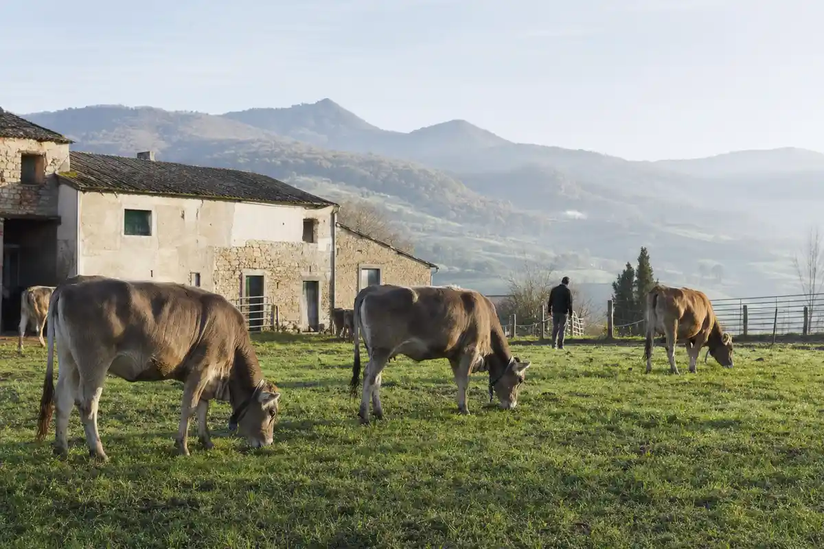 Mucche al pascolo davanti a un casale rurale, con un allevatore in lontananza e colline sullo sfondo