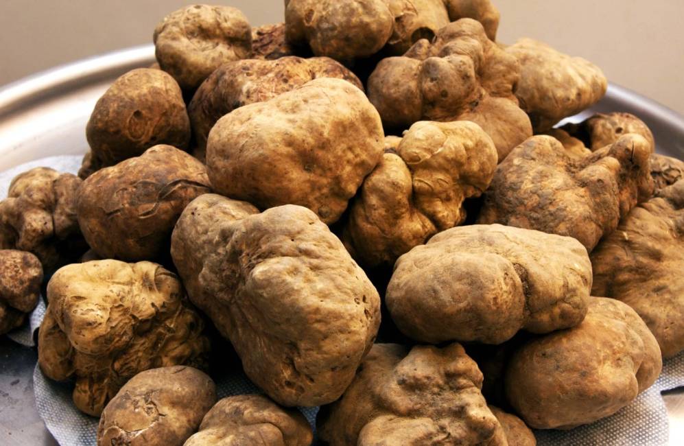 Tartufi 2026 barberino ottobre